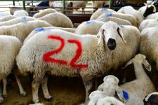 Yeşilyurt Belediyesi 41 Noktada Kurban Satış ve Kesim Yeri Belirledi