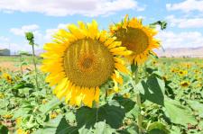 Fotoğraflarla Yeşilyurt