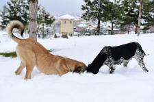 Fotoğraflarla Yeşilyurt