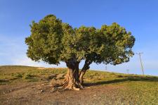 Fotoğraflarla Yeşilyurt